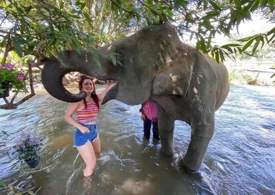 3 Pok Maewang Jinxiang Gold Elephant Park 民宿 湄旺