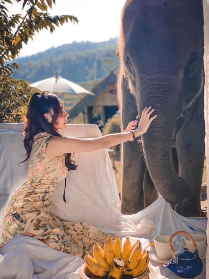 3 Pok Maewang Jinxiang Gold Elephant Park 湄旺
